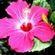 Imagem de perfil de Jussara Bieber!