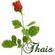 Imagem de perfil de Thais Souza