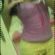 Imagem de perfil de jessica thayna