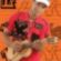 Imagem de perfil de laurinelson alves ribeiro