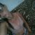 Davidsonlourencosilva065
