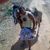 flavio Jhosefo