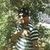 Charles Chiavenatto Martins