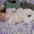 Jessica Aline
