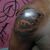 Fidellis Mineirinho