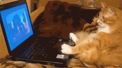 giphy (35)