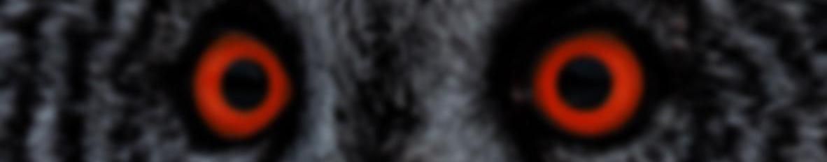 Imagem de capa de Mocho Diabo